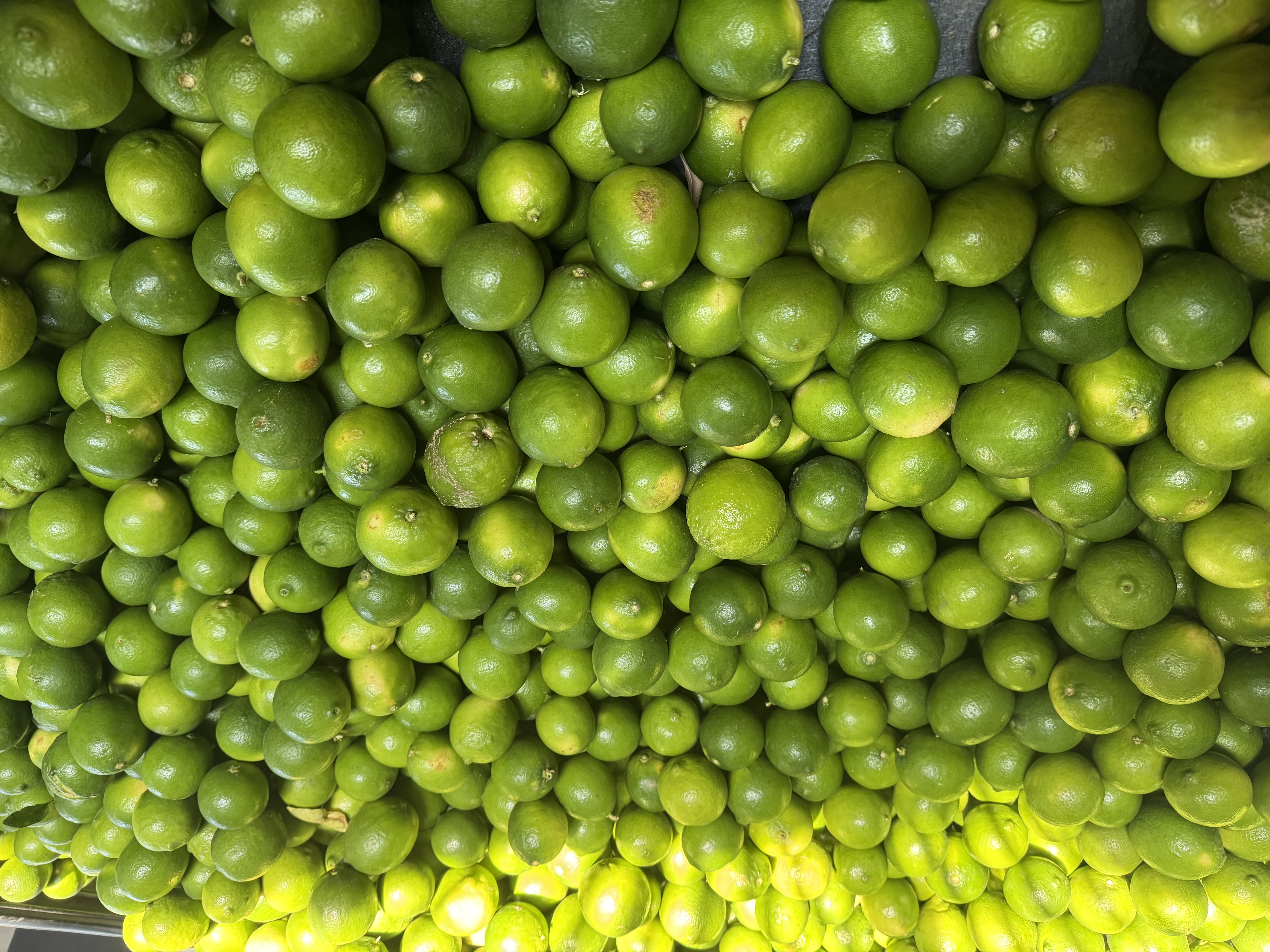 Lemon  Persian - Inversiones La Fragua S De RL 