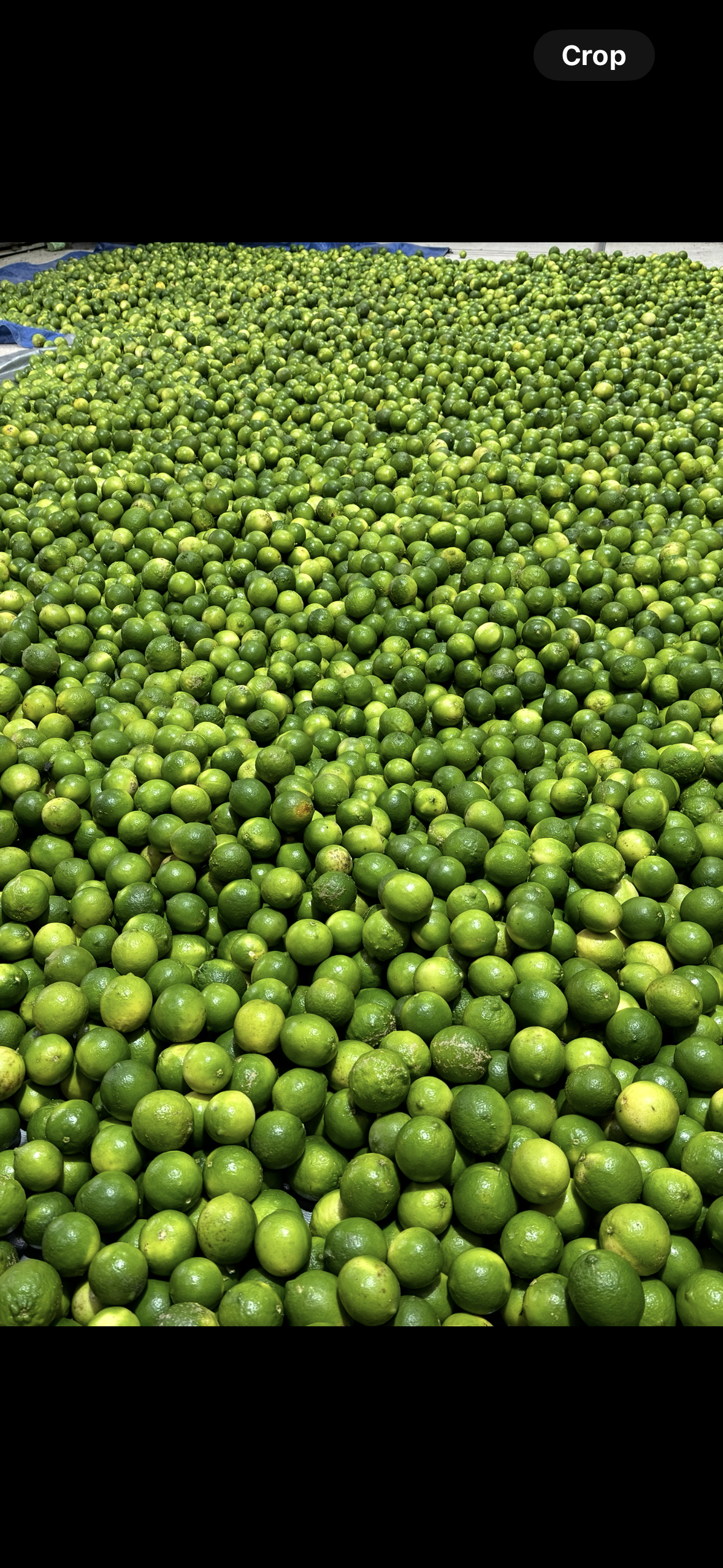 Lemon - Inversiones La Fragua S De RL 