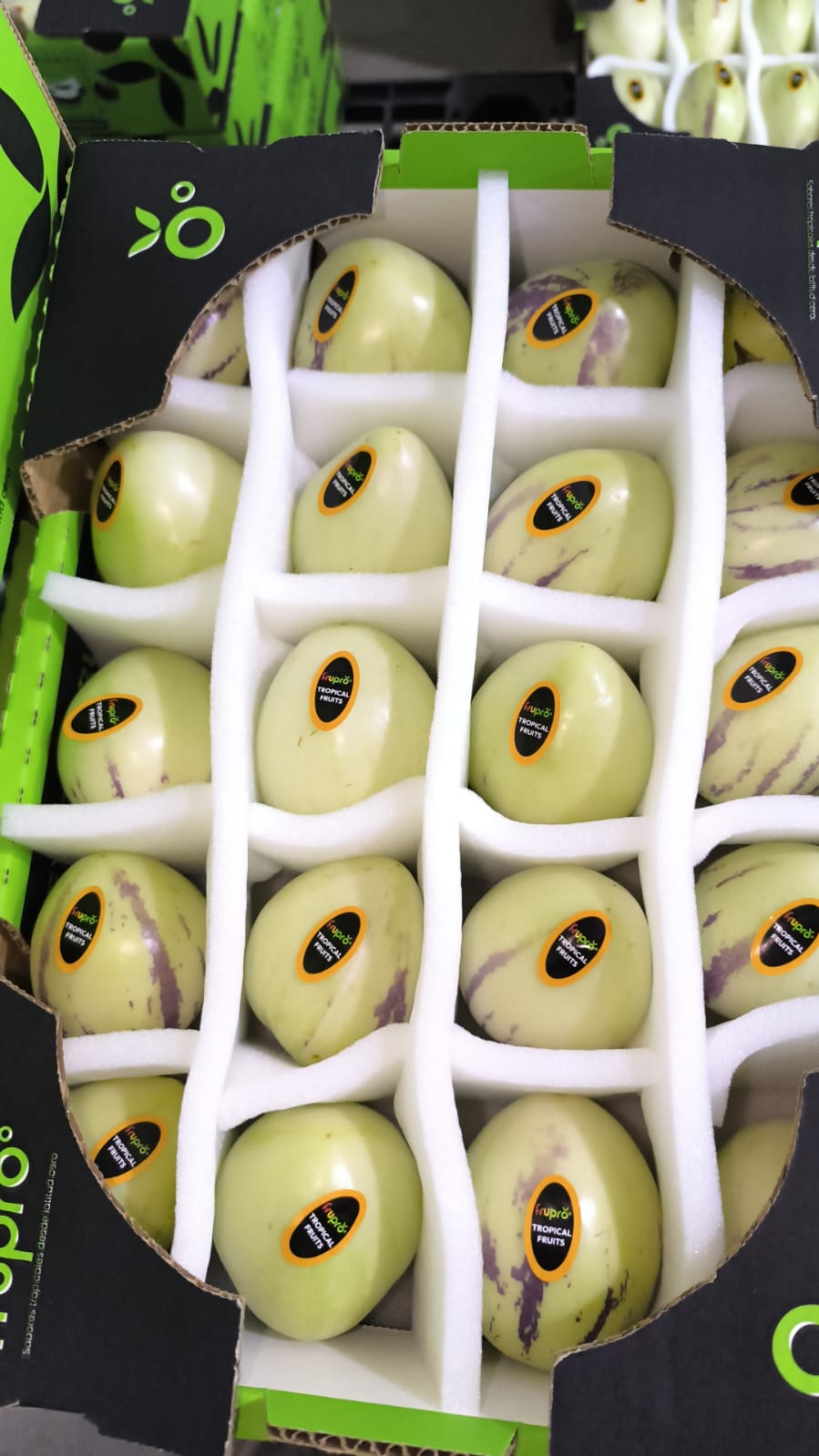Cucumber Melon - Frupro SAS