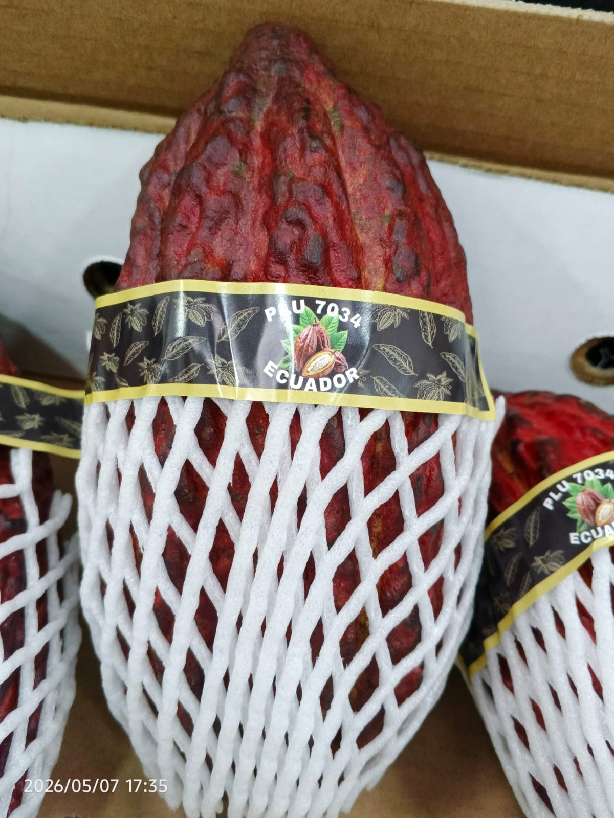 Cacao - Frupro SAS