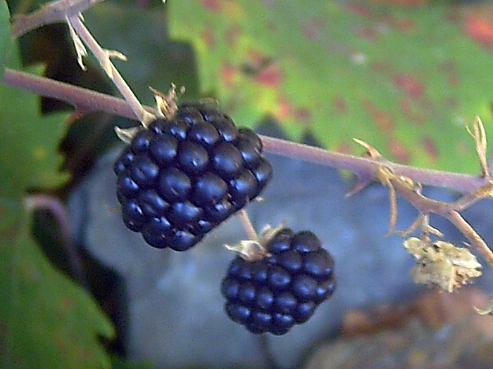 Zarzamora - Procesadora de Frutas del Centro de México