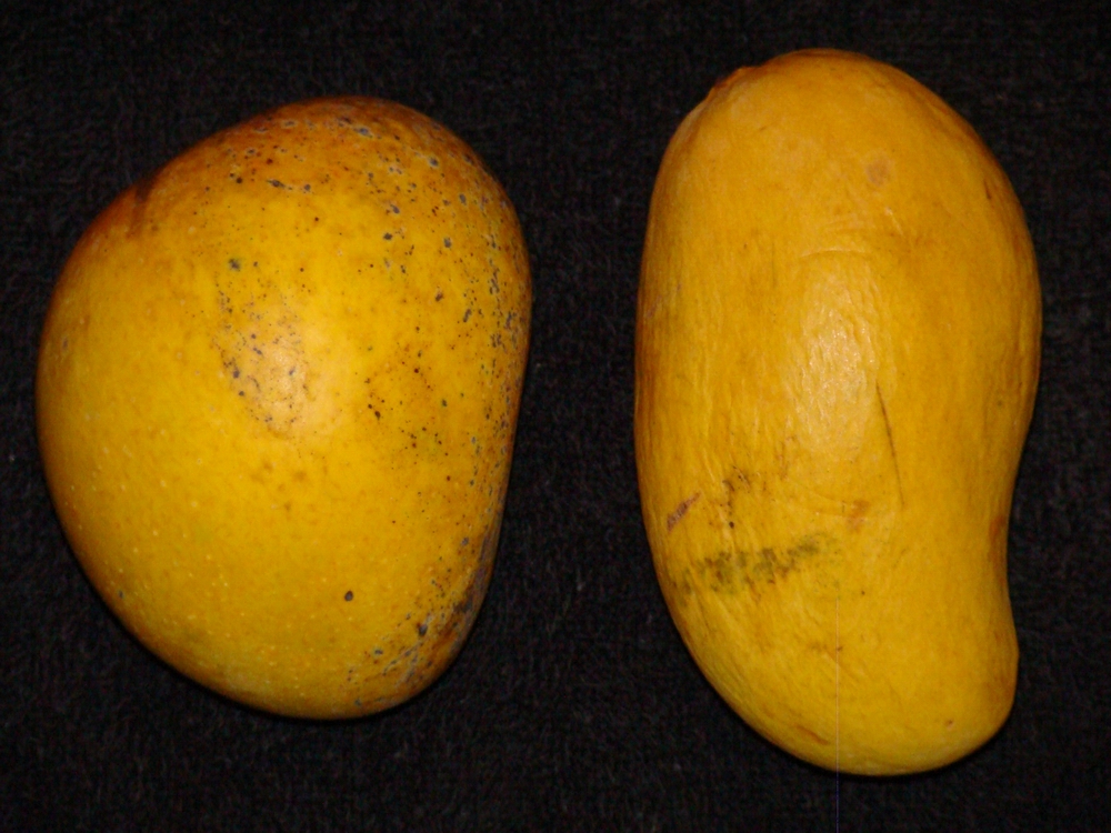 Mango Ataulfo - Procesadora de Frutas del Centro de México