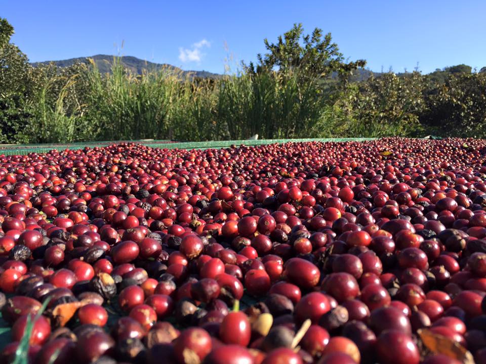 Café - Coopeatenas R.L