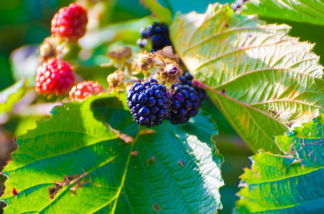 Zarzamora - Asociación Nacional de Exportadores de Berries (ANEBERRIES)