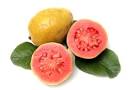 Guava - Fundo Agrica S.A.C