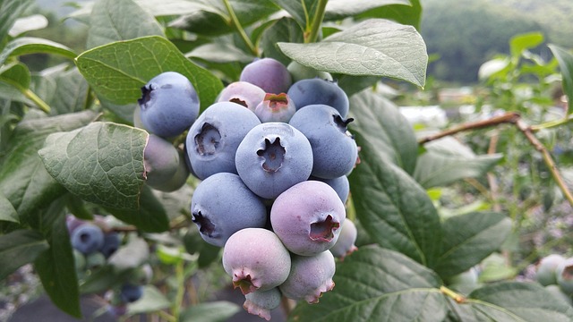 Arandano - Asociación Nacional de Exportadores de Berries (ANEBERRIES)