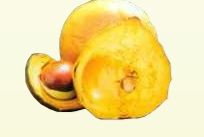 Lucuma - Ecoandino
