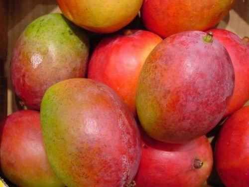 Mango - Integradora de Frutas Finas Soconusco