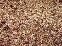 Kiwicha - Sierra y Selva  Agro Orgánico SAC