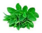 Menta - Herbandina AQP
