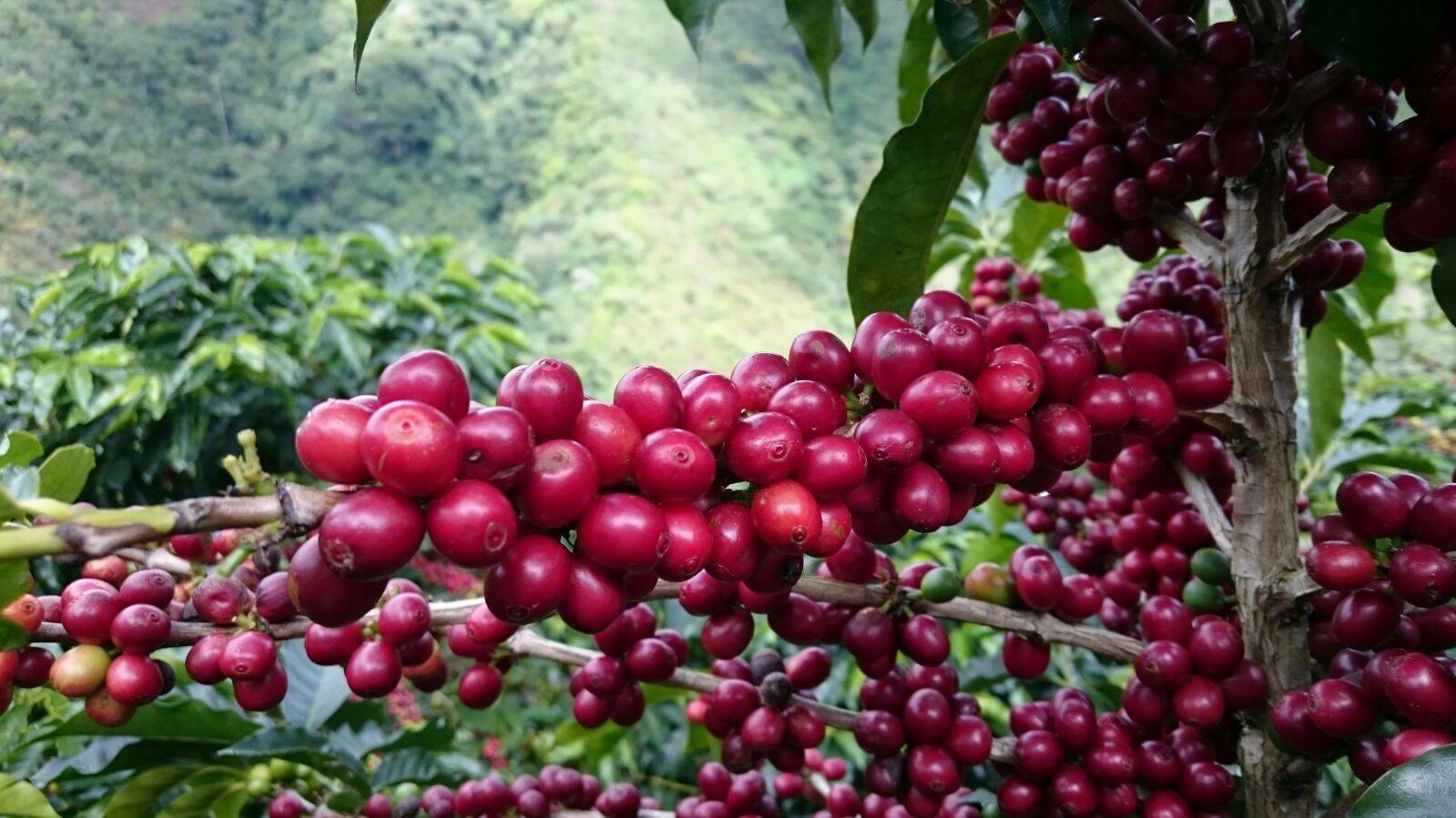 Café Tostado  - Cafés Finos Santa Marta S.A