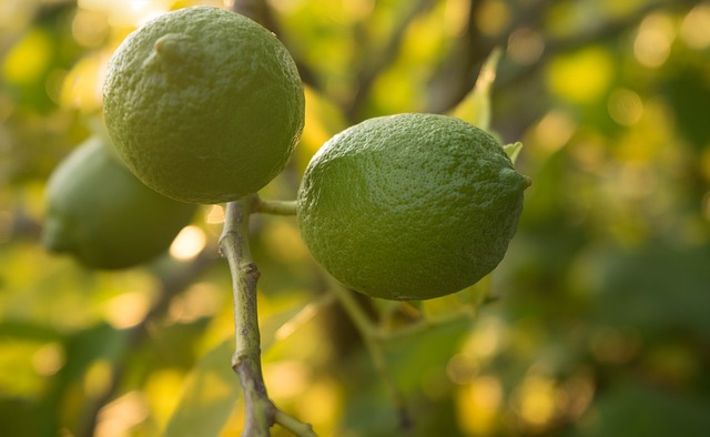 Limón Persa - Cítricos de Huimanguillo