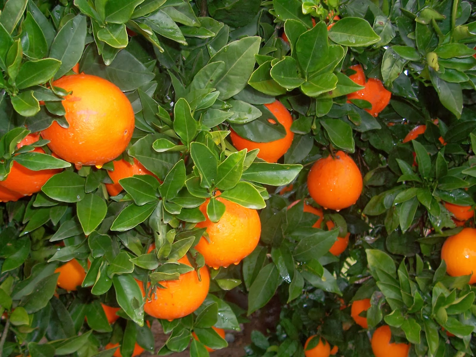 Naranja Valencia - Cítricos de Huimanguillo