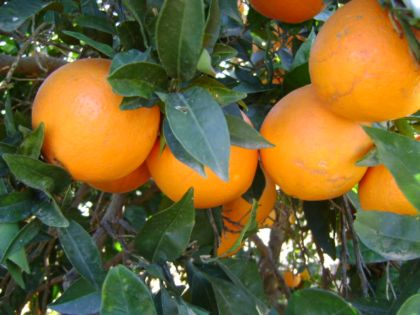 Naranja Valencia - Agroexportaciones del Desierto