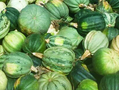 Calabaza - Agroexportaciones del Desierto