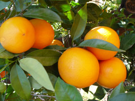 Orange Valencia - Agrícola del Desierto de Sonora