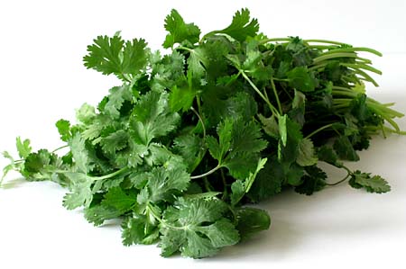 Cilantro - Hacienda DANSOL