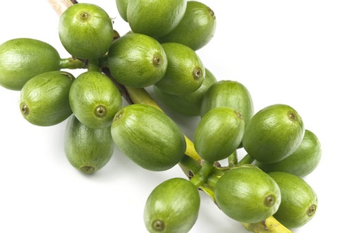 Café Verde - Compañía Colombiana Agroindustrial S.A