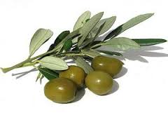 Olive - AL DAHRA Agricultural CO