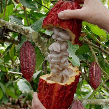 Cacao  - Asoc. Cooperativa de Prod. Agropecuaria. Hacienda La Carrera de R.L