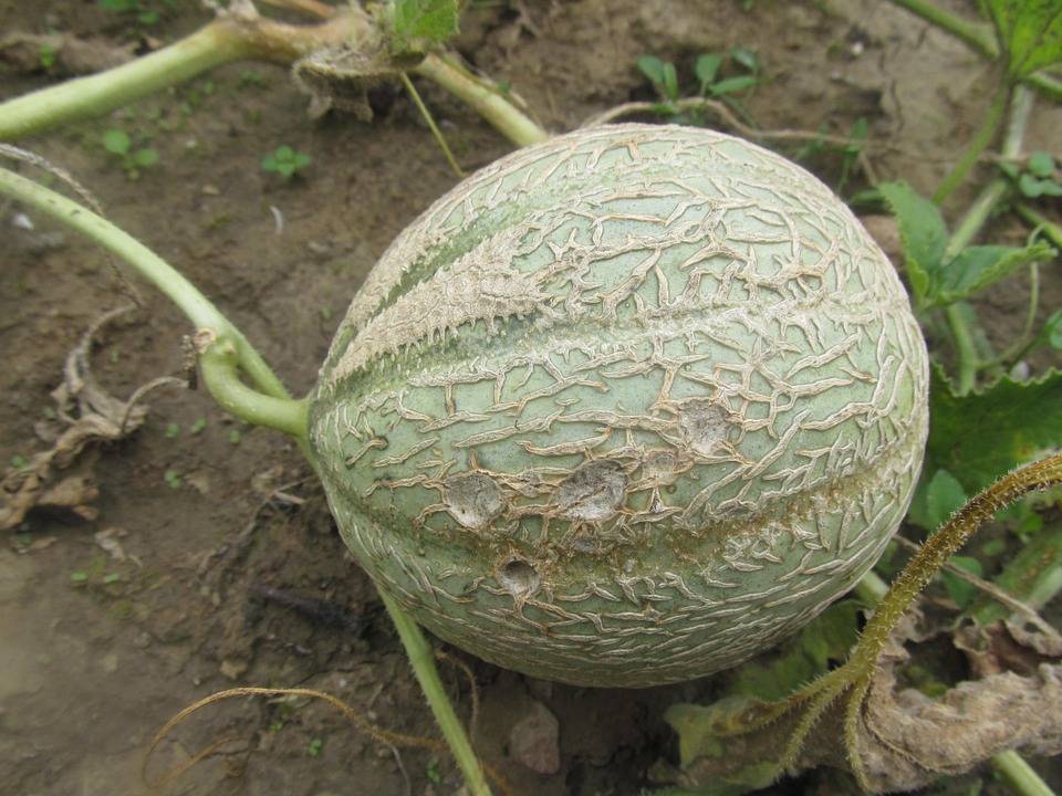 Melon - Agrícola Bay