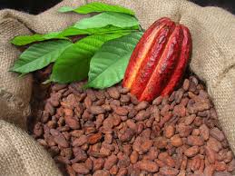 Cacao  - Cabruca