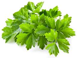 Cilantro - Deardorff Family Farms
