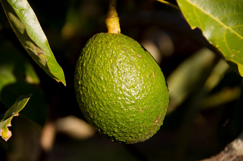 Avocado Organic - Frutas y Hortalizas Orgánicas de Michoacán México