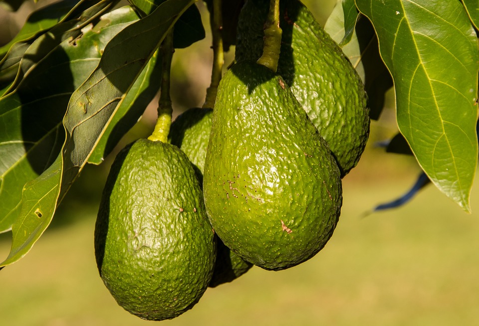 Avocado - Frutas y Hortalizas Orgánicas de Michoacán México