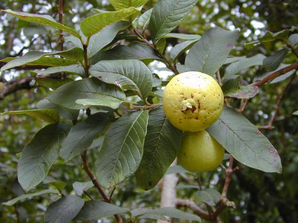 Guava - Sweeter Exportadora