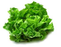 Lechuga - Hortamira S.C.L