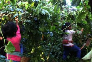 Café Arábico - Agricola de Los valles Centrales