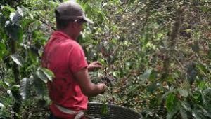 Café Arábico - Agricola de Los valles Centrales
