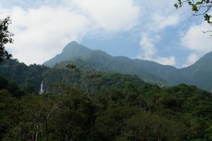 Café Arábico - Agricola de Los valles Centrales
