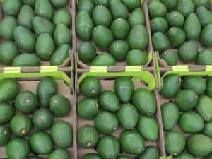 Aguacate Hass - Aguacate