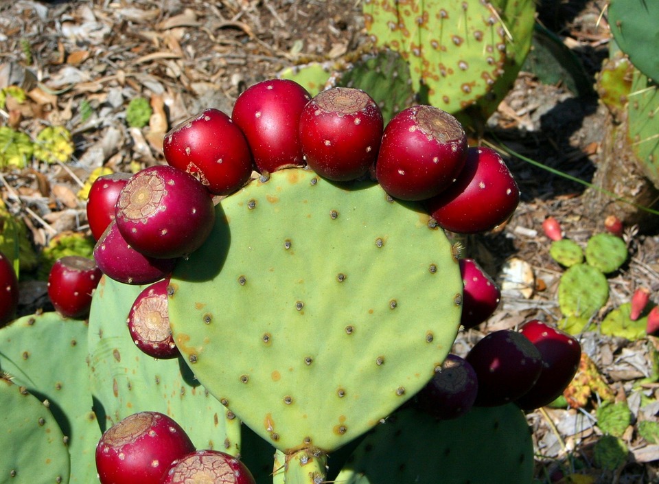 Tuna Roja - Agroproductores La Flor de Villanueva