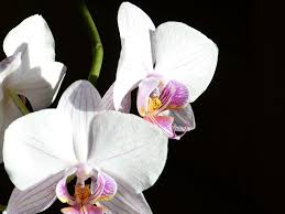 Orquídea en HACIENDA LOMA LINDA  de Panamá 