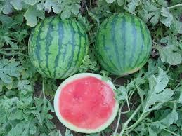 Watermelon - 	MENSABE IMPORT-EXPORT, S.A