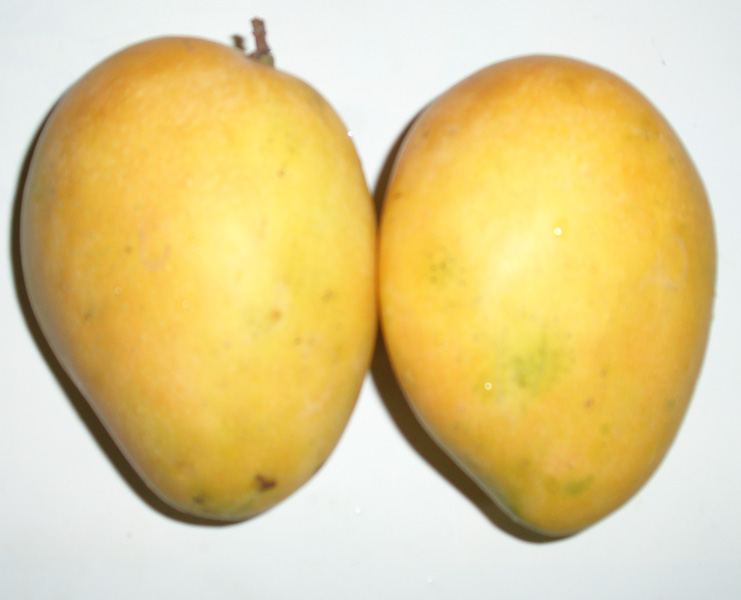 Mango Ataulfo en Natura Frut Bautista de México 